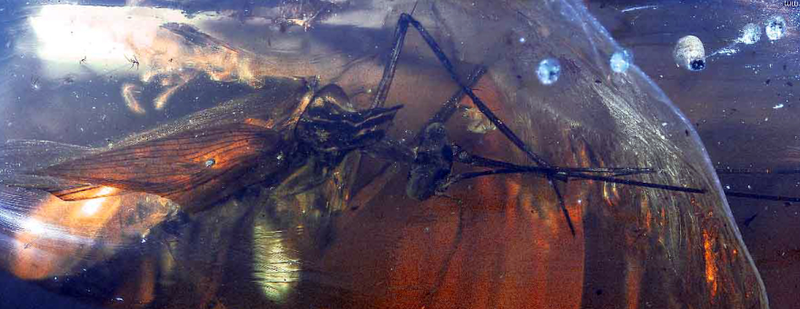 Illustration for article titled Descubren una especie extinta de cucaracha que cazaba como las mantis
